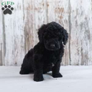 Hayes, Mini Labradoodle Puppy